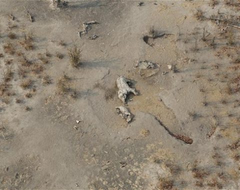Elephant Action League - Zimbabwe, a hub for poaching and smuggling
