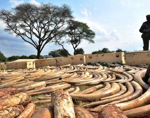 Elephant Action League - Ivory for terrorism