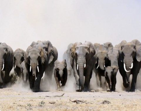 Elephant Action League - operation in Tanzania