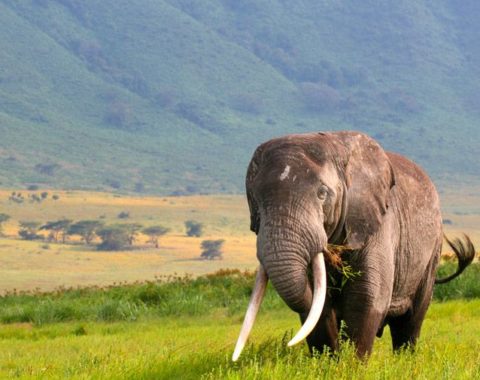 Elephant Action League - our new name - Photo: PAMS Foundation