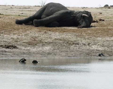 Elephant Action League - Poisoned elephants in Zimbabwe (Reuters-Philimon Bulawayo)