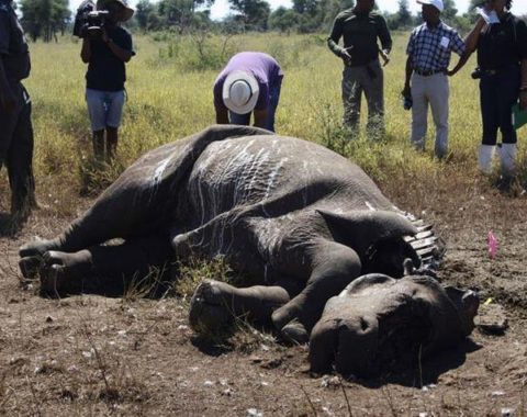 Elephant Action League - rangers in the Kruger arrest and kill poachers