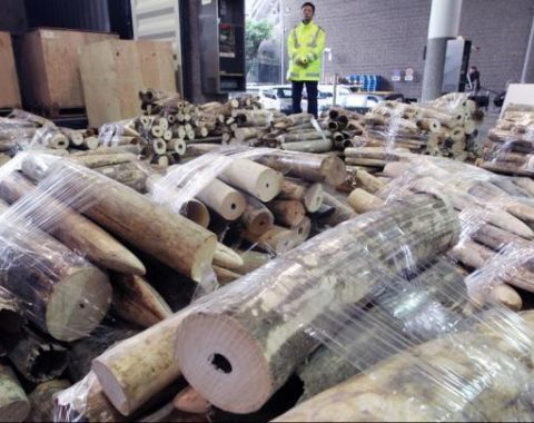 Elephant Advocacy League (EAL) - Ivory stock in China