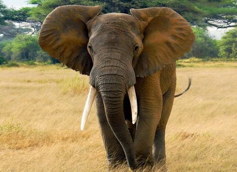 EAL - Kenya Wildlife Service is accusing some ranchers and NGOs of colluding with poachers