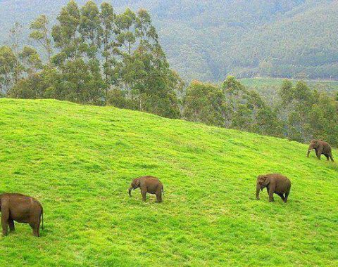 Elephant Action League - Kerala in India may burn ivory stock