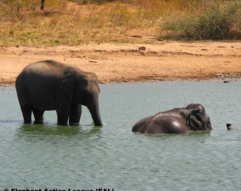 Elephants in Sri Lanka - Elephant Action League