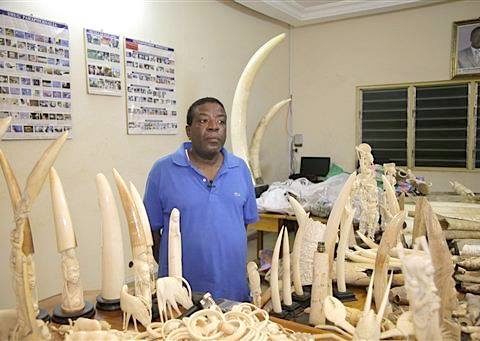 Elephant Action League - Emile N'Bouke, ivory trafficker arrested - Photo AP