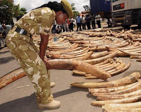 Elephant Action League - Ivory seized by the KWS - Photo KWS