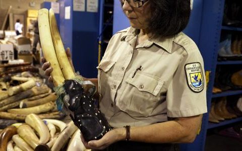 Elephant Action League - First Ivory Crushing in the US