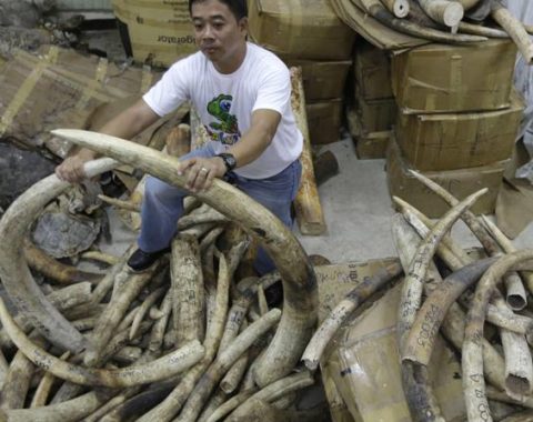 EAL - Philippines to burn 5 tons of ivory - first time in Asia