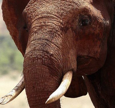 Elephant Advocacy League - Elephant in Kenya - KWS