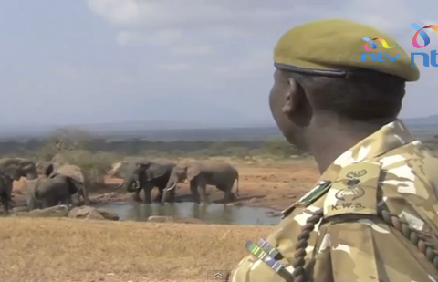 Elephant Action League - Report: Sharp rise in elephant poaching in Kenya linked to Chinese workers