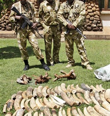 Elephant Advocacy League (EAL) - KWS guarding ivory