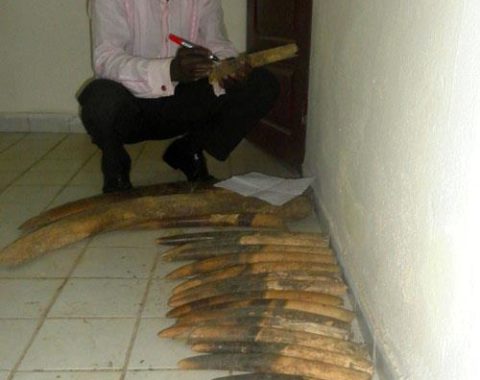 Elephant Advocacy League - LAGA facilitates arrest of poachers