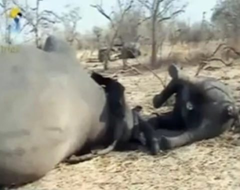 EAL - Elephants Massacre in Chad