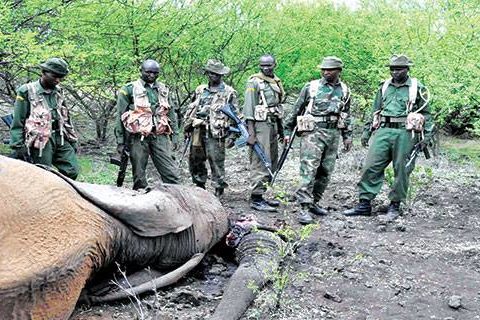 Elephant Action League - Old elephant in Tsavo killed