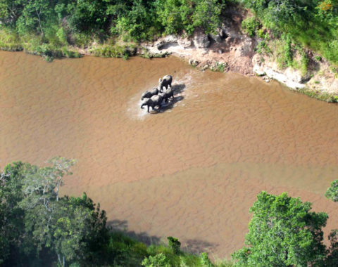 Elephant Advocacy League - PAMS Foundation, Tanzania