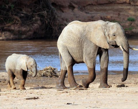 Elephant Advocacy League - Samburu elephants