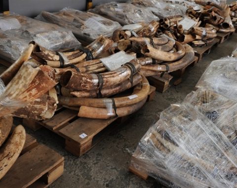 Elephant Advocacy League (EAL) - Tusks found in Hong Kong