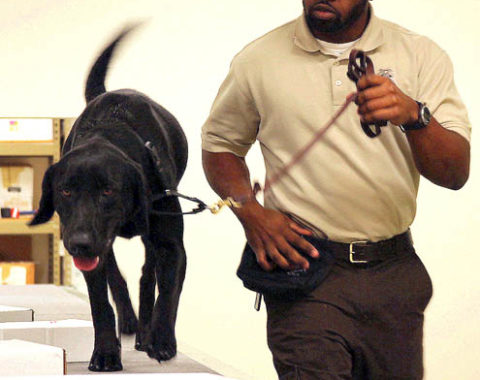 EAL - the new detector dog of the USFWS - Tom MacKenzie / USFWS