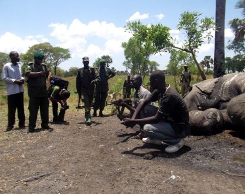 EAL - Uganda's poachers - You Buy Ivory You Kill People