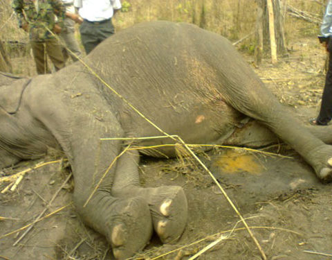 EAL - elephant dies of overwork in Vietnam tourist camp