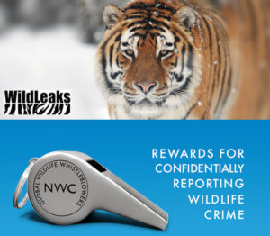 WildLeaks - NWC campaign