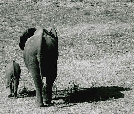 Elephant Advocacy League - Press Release Criticizes CITES on elephants