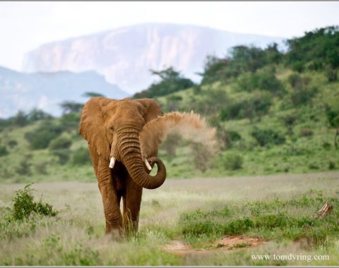 Elephant Advocacy League - African elephant - Photo: Tom Drying
