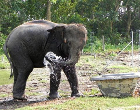 Elephant Advocacy League - first chainfree elephant stable in Asia