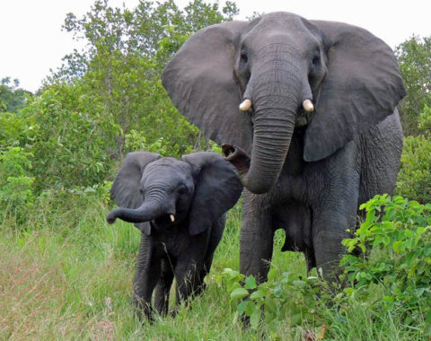 Elephant Advocacy League - elephant and calf in South Africa