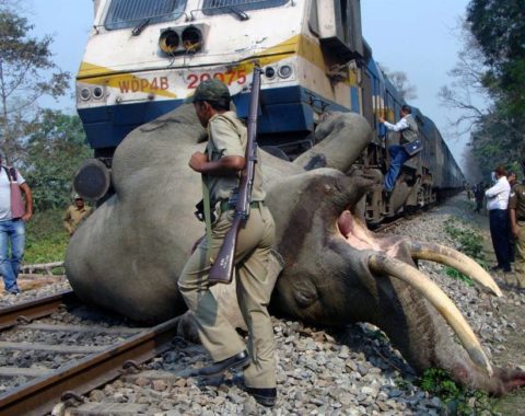 Elephant Action League - elephants mourn a family member after hit by a train in India