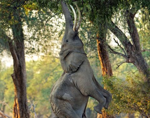 Elephant Action League - Zimbabwe collecting 1,1 tons of ivory monthly - Pic by Morkel Erasmus