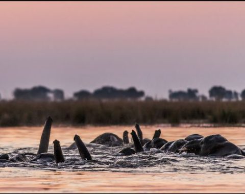 EAL - elephants crossing deep river - Ph: Kate and Marcus Westberg
