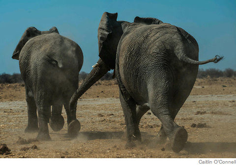 Elephant Advocacy League (EAL) - African elephants