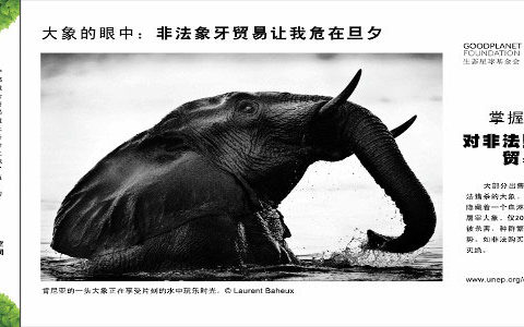 Elephant Action League - UNEP elephants campaign - it doesn't work!